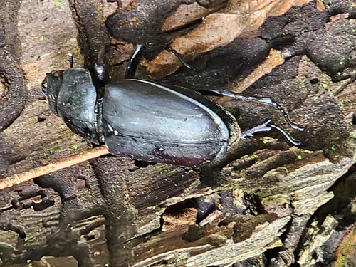 European Stag Beetle