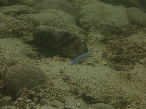 Ptereleotris hanae observed 2026-09-16