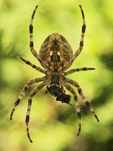 Cross Orbweaver