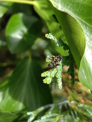 Thick-legged Hover Fly