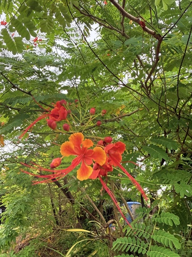 peacock flower