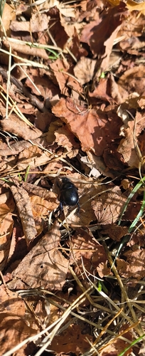 Woodland Dor Beetle