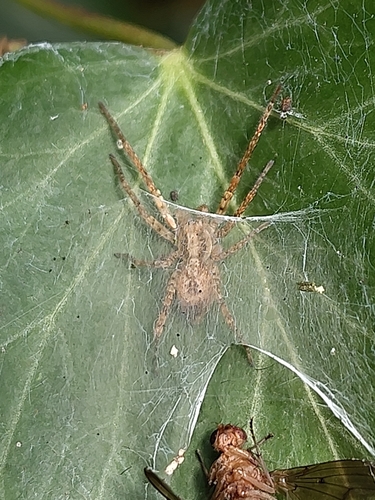 Buzzing Spider