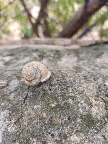 Chocolate-band Snail