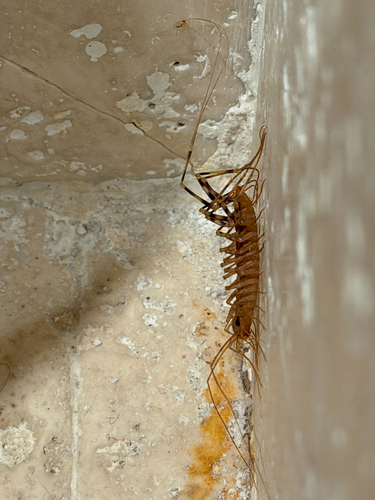 House Centipede