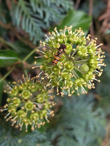 Marmalade Hover Fly