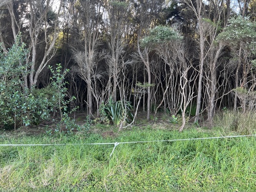 Kunzea robusta, photograph 2