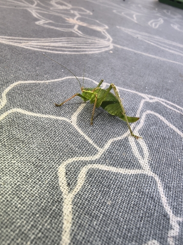 Speckled Bush-cricket