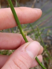Juncus effusus effusus