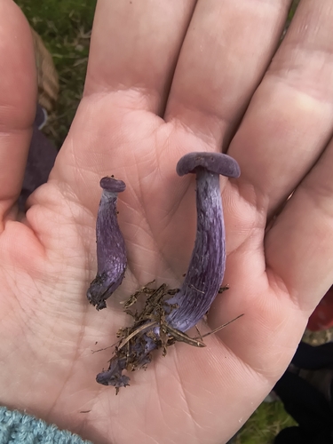 Amethyst Deceiver