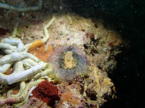 Scutus unguis observed 2026-09-16