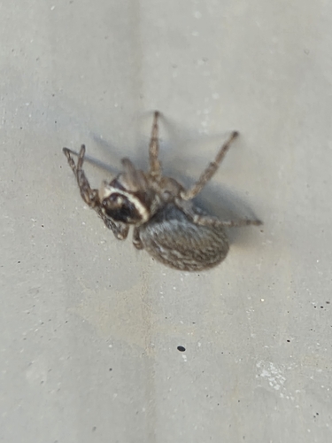 White Banded House Jumper