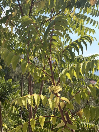 tree-of-heaven