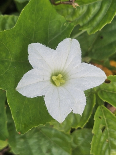Ivy gourd