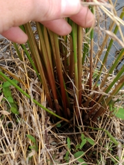 Juncus effusus effusus