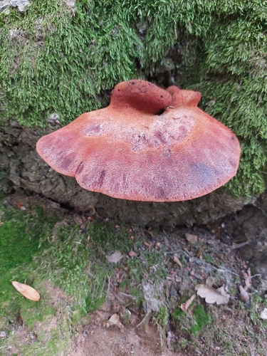Beefsteak Polypore