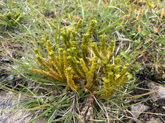 Huperzia selago, photograph (c) FloraJenensis, some rights reserved (CC BY)