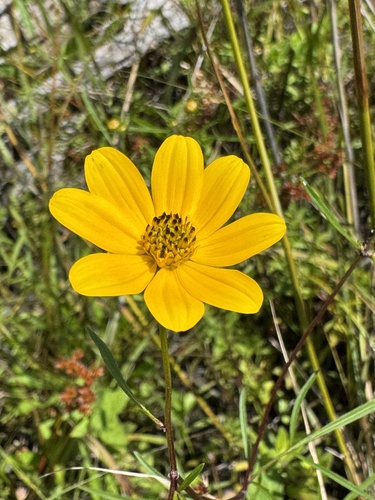 Bidens trichosperma, photograph 1