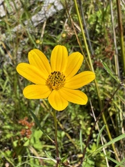 Bidens trichosperma