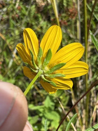 Bidens trichosperma, photograph 2