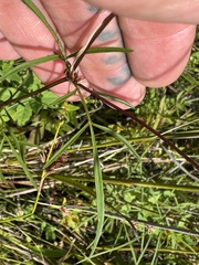 Bidens trichosperma, photograph (c) Jason K., some rights reserved (CC BY)
