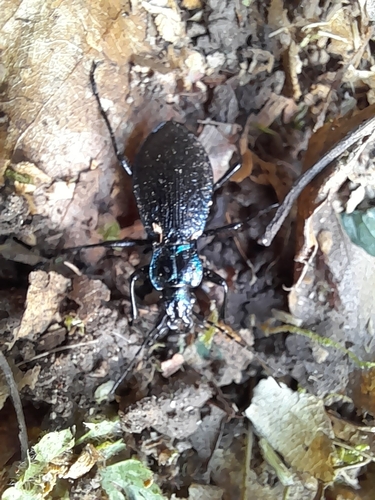 Blue Ground Beetle