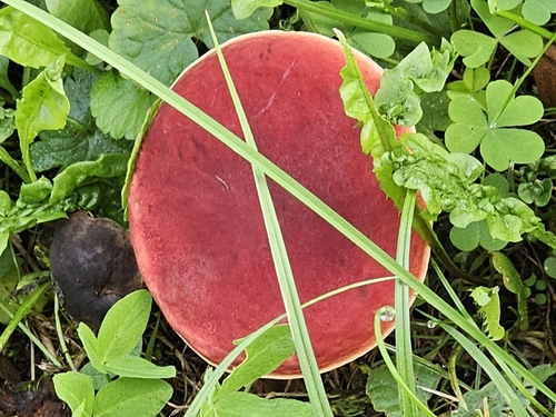 Ruby Bolete