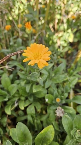 pot marigold