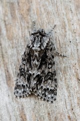 Acronicta impressa