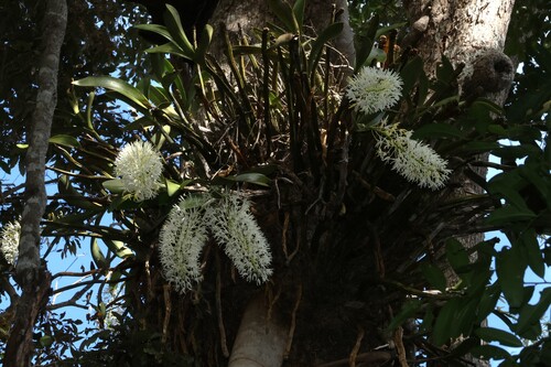 Dendrobium speciosum, photograph 3