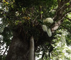 (c) Greg Tasney, some rights reserved (CC BY-SA) Dendrobium speciosum, photograph (c) Greg Tasney, some rights reserved (CC BY-SA)