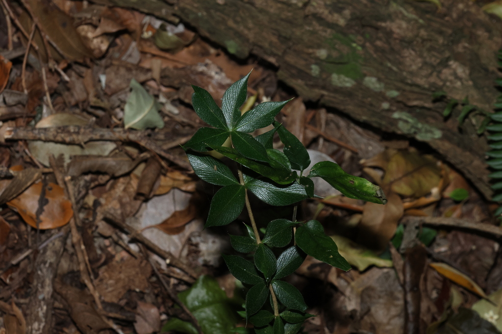 Alyxia ruscifolia; photograph (c) Greg Tasney, some rights reserved (CC BY-SA)