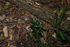 (c) Greg Tasney, some rights reserved (CC BY-SA) Alyxia ruscifolia, photograph (c) Greg Tasney, some rights reserved (CC BY-SA)