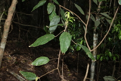 Mallotus philippensis