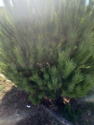 Stone pine