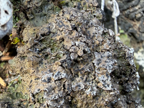 Scaly Stippled Lichen