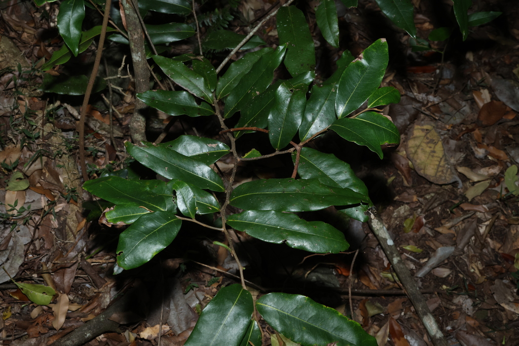 Uvaria leichhardtii; photograph (c) Greg Tasney, some rights reserved (CC BY-SA)