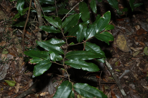 Uvaria leichhardtii