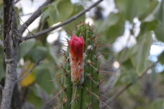 Borzicactus sepium