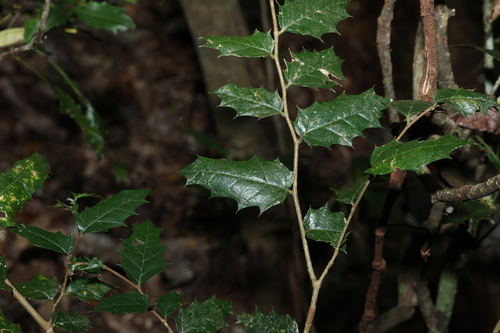 Aphananthe philippinensis