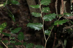 Aphananthe philippinensis