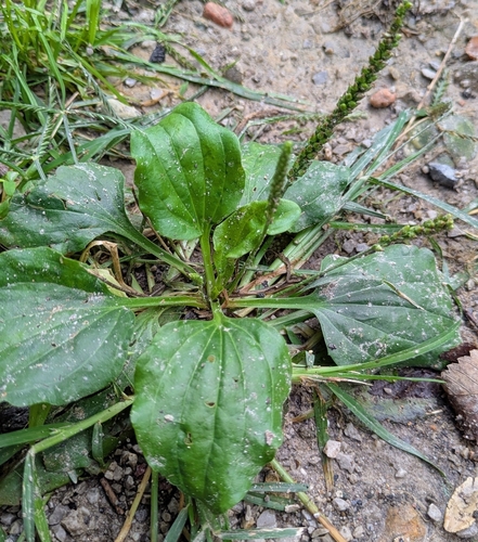 greater plantain
