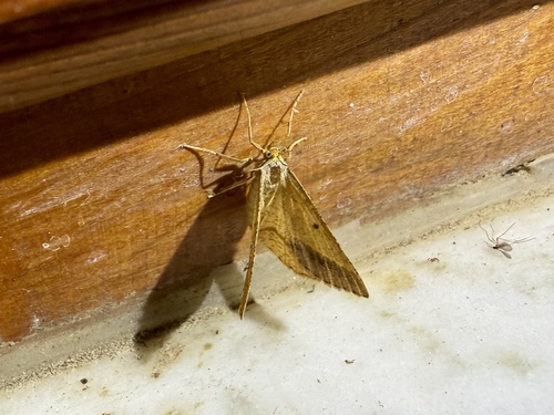Isturgia arenacearia