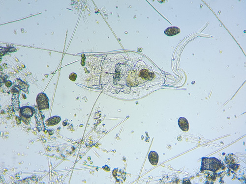 Brachionus diversicornis