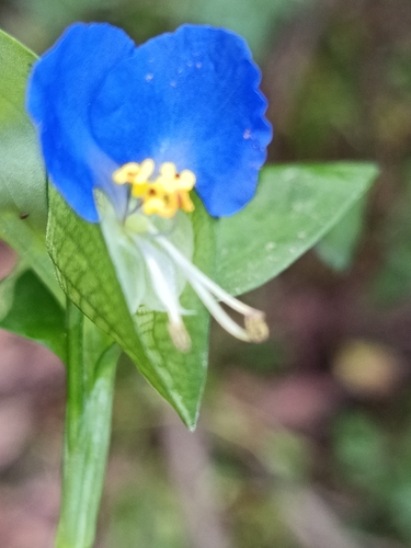 Asiatic dayflower