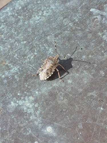 Mottled Stink Bug