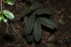 Diploglottis australis