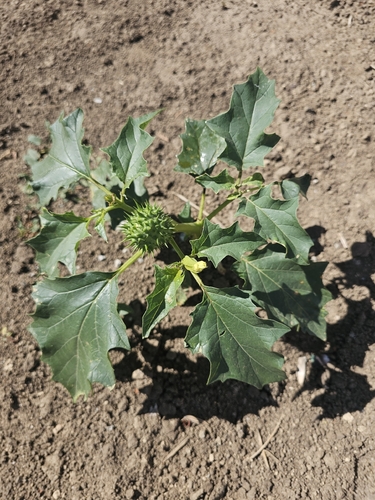 jimsonweed