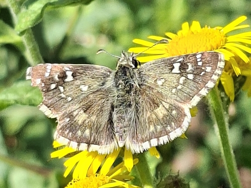 Oberthür's grizzled skipper