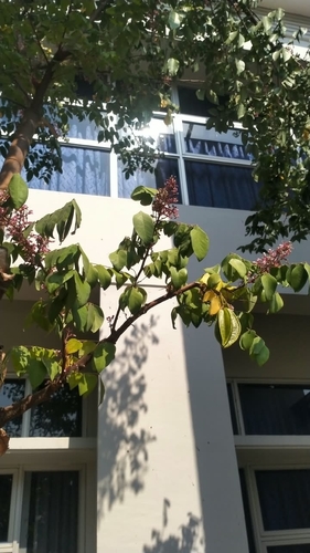 Starfruit